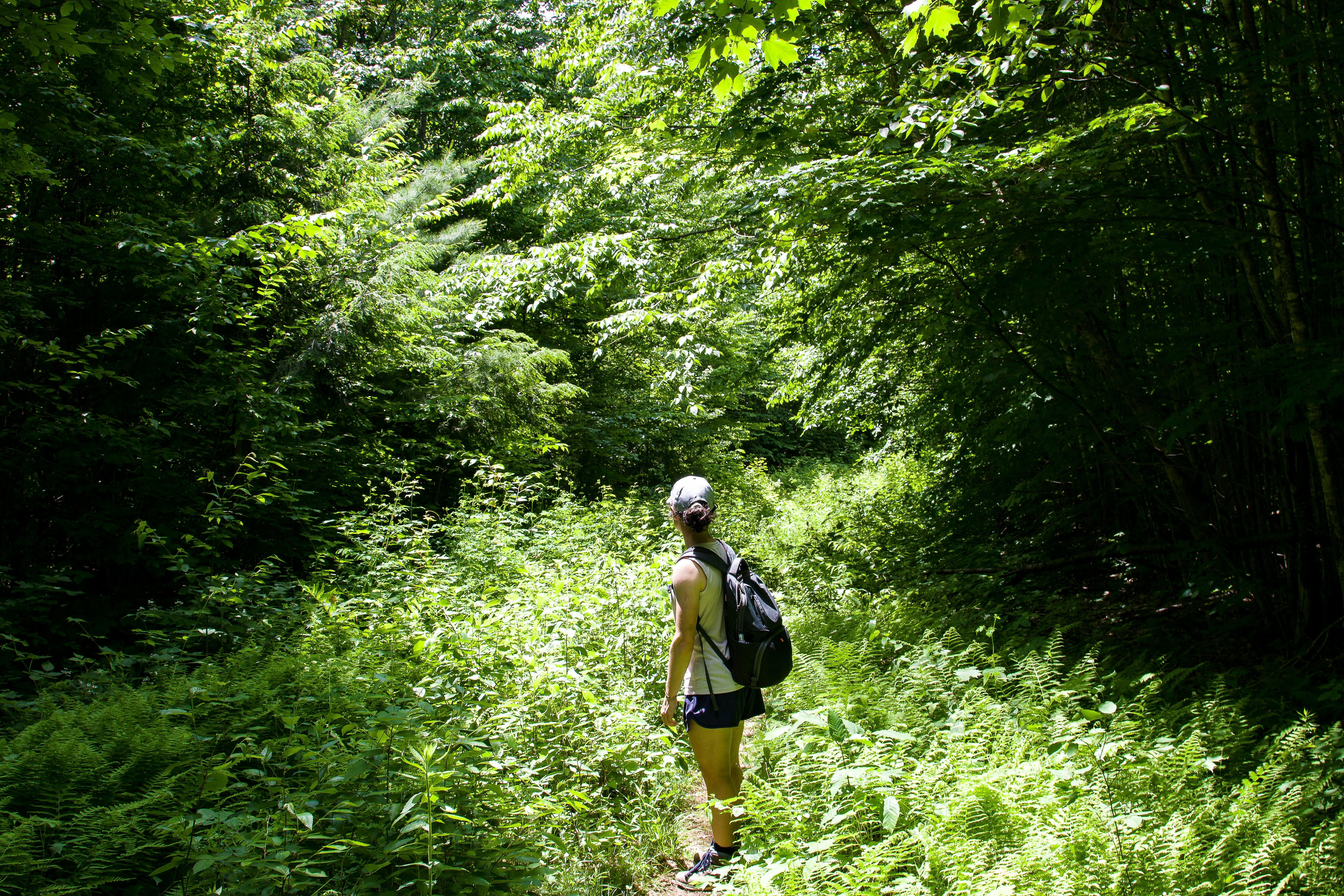 forest hiking