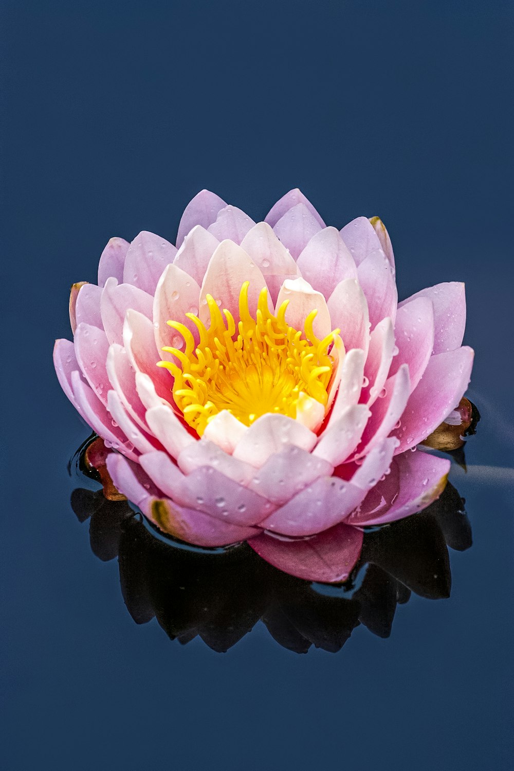 white and purple flower in water