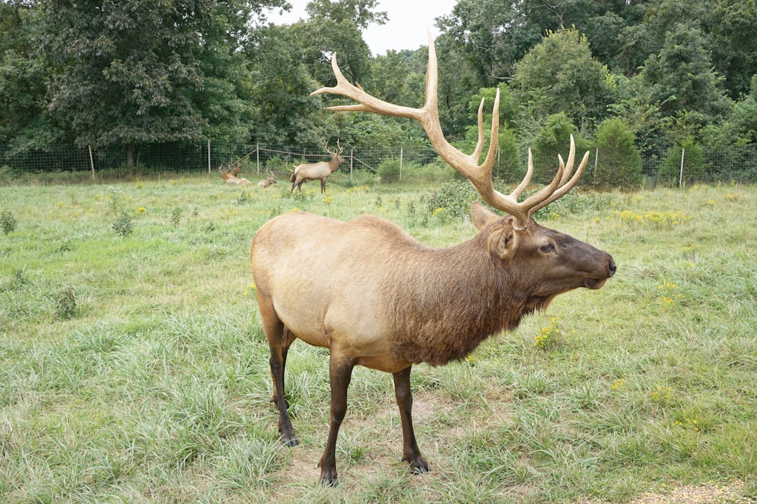 brown moose on green grass field during daytime