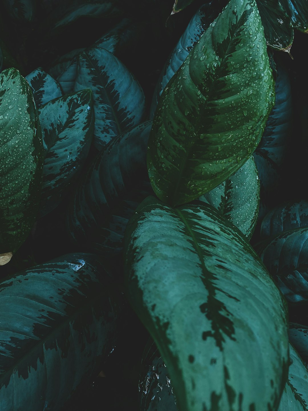 green leaves with water droplets