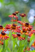 Close up van groep Heleniums