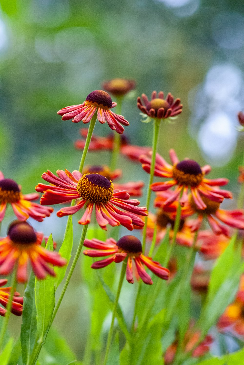 red and yellow flower in tilt shift lens