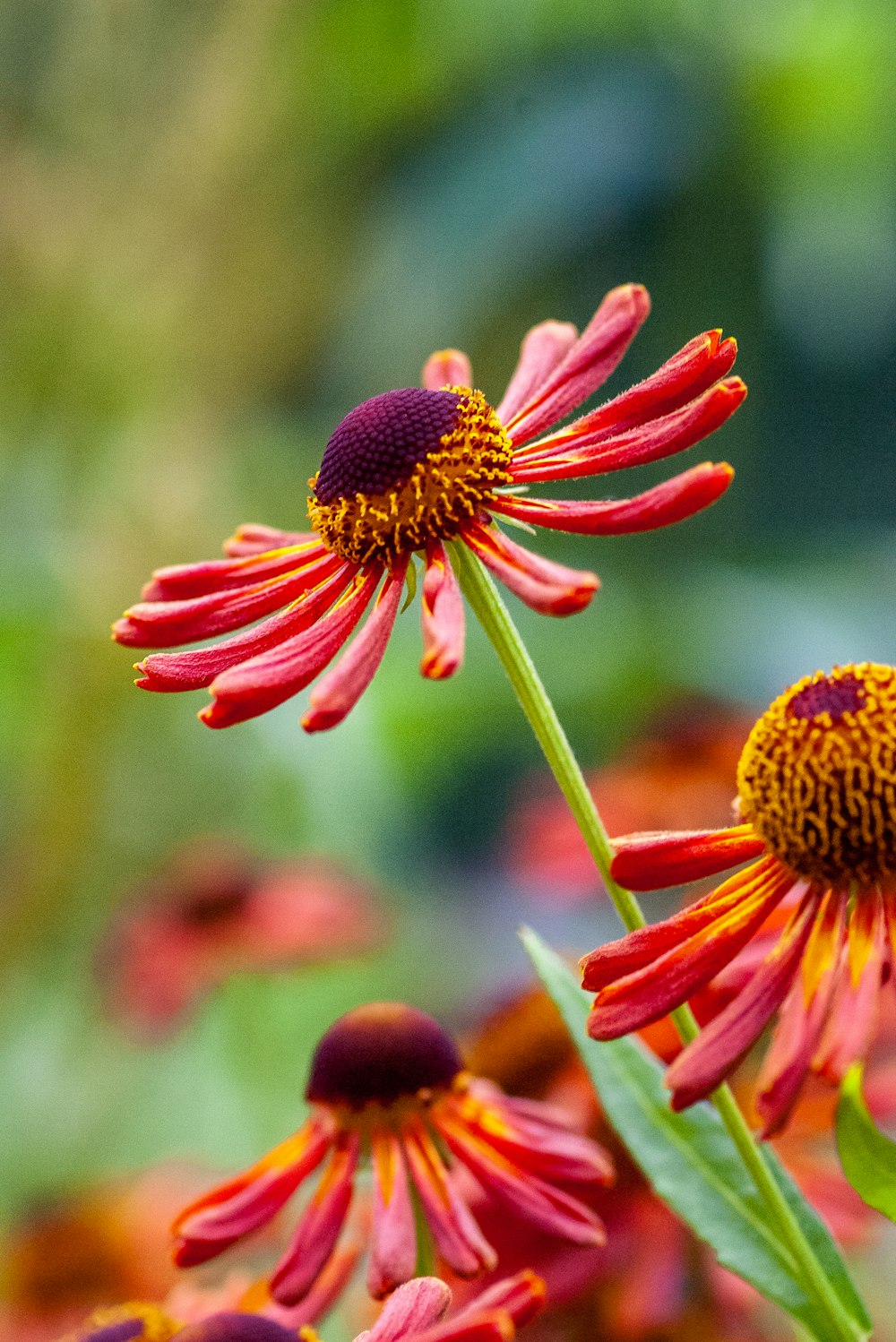 red and yellow flower in tilt shift lens