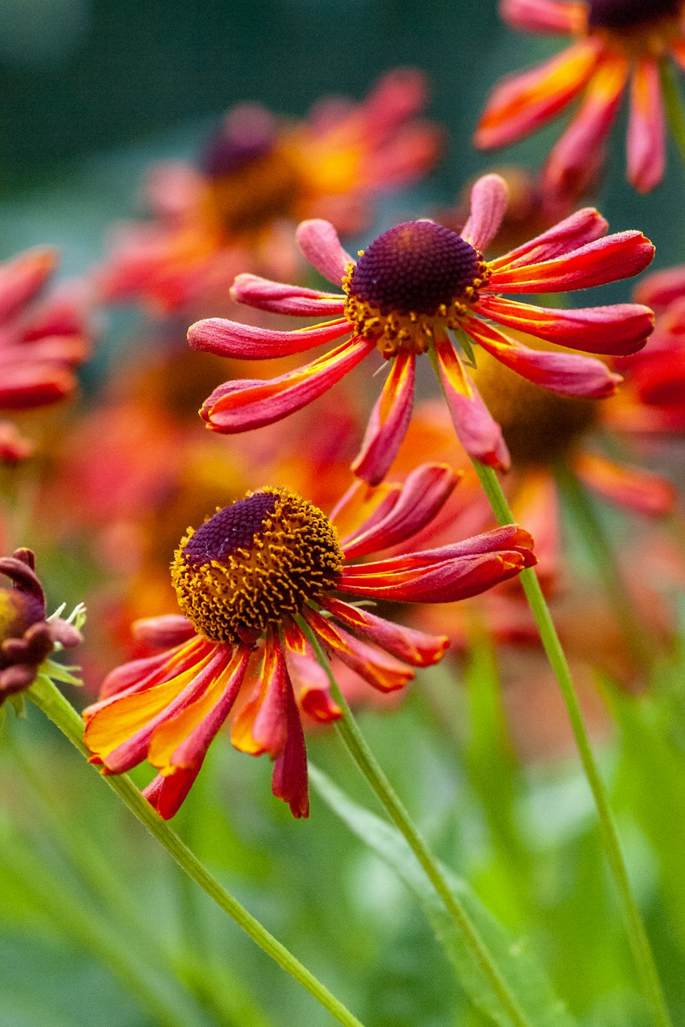 red and yellow flower in macro lens photography