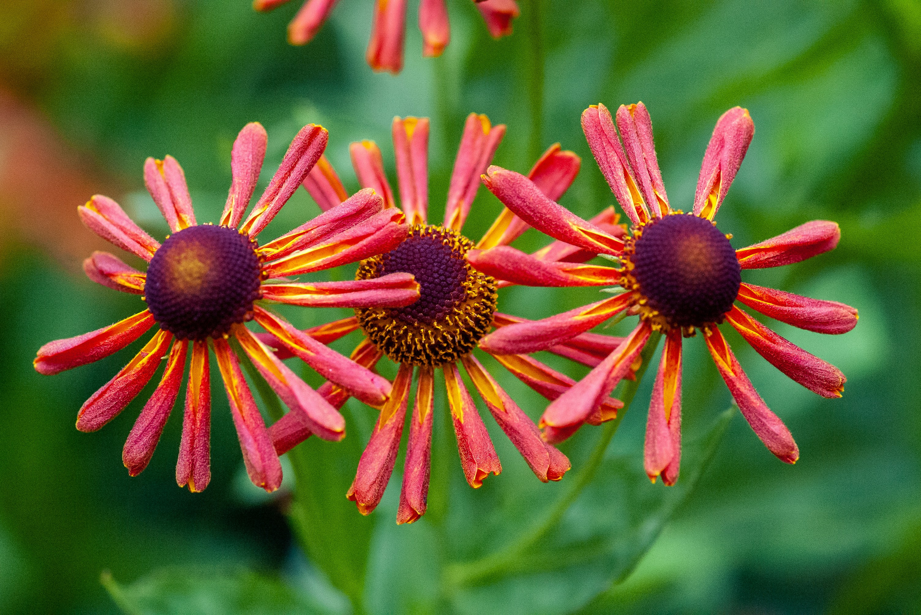 pink and yellow flower in tilt shift lens