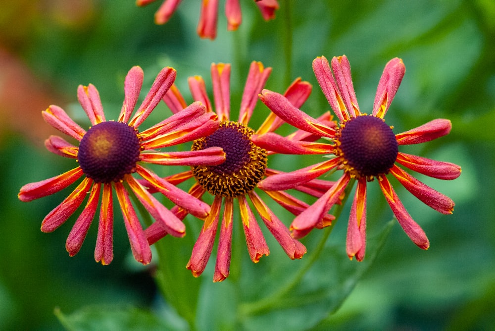 pink and yellow flower in tilt shift lens