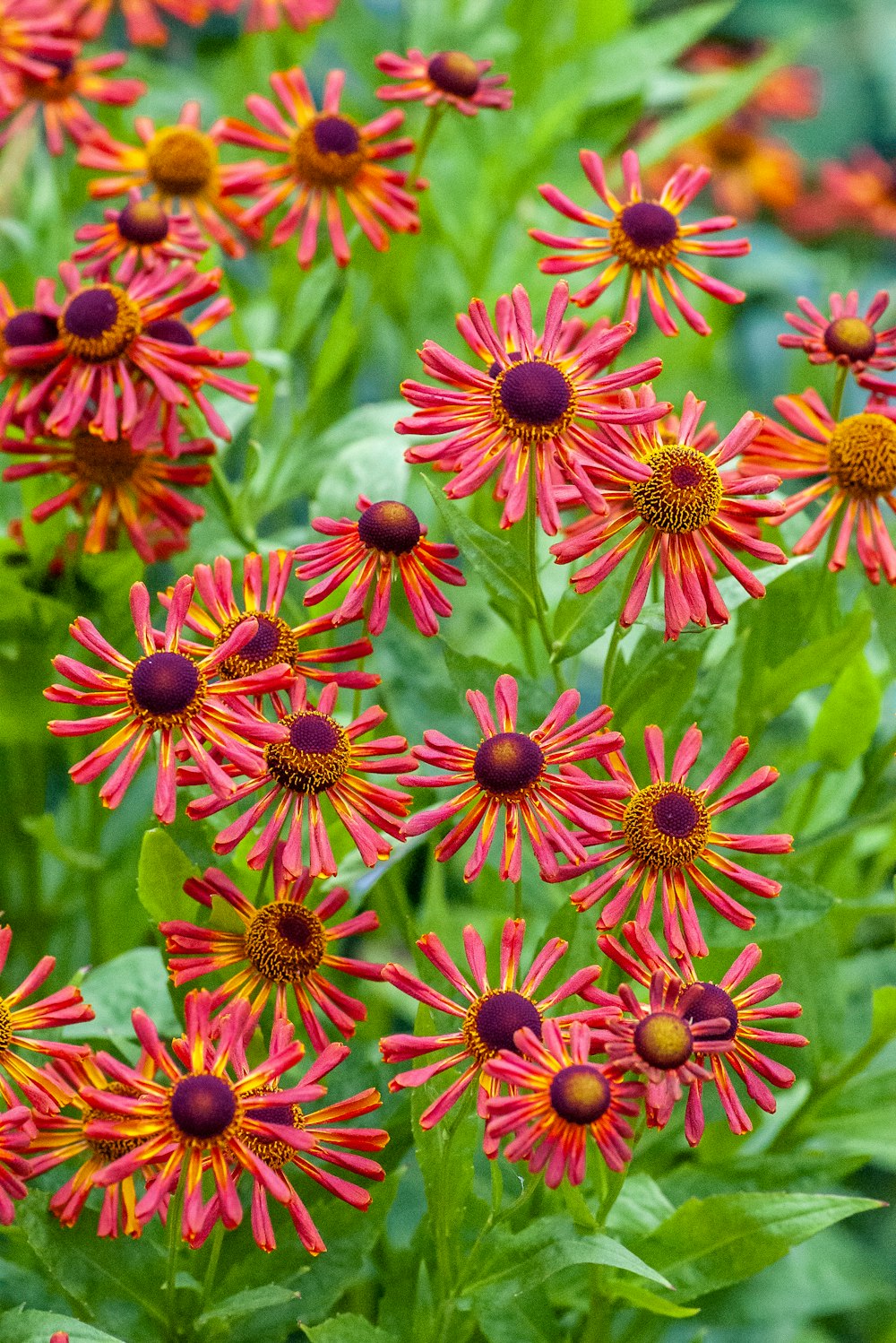 pink and yellow flowers in macro lens photography