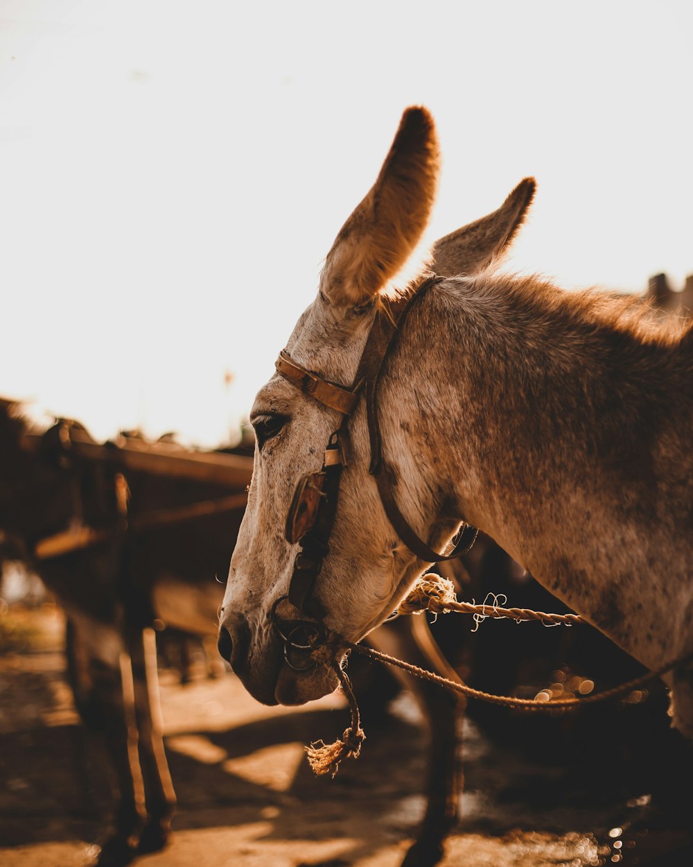 brown horse with black leather strap