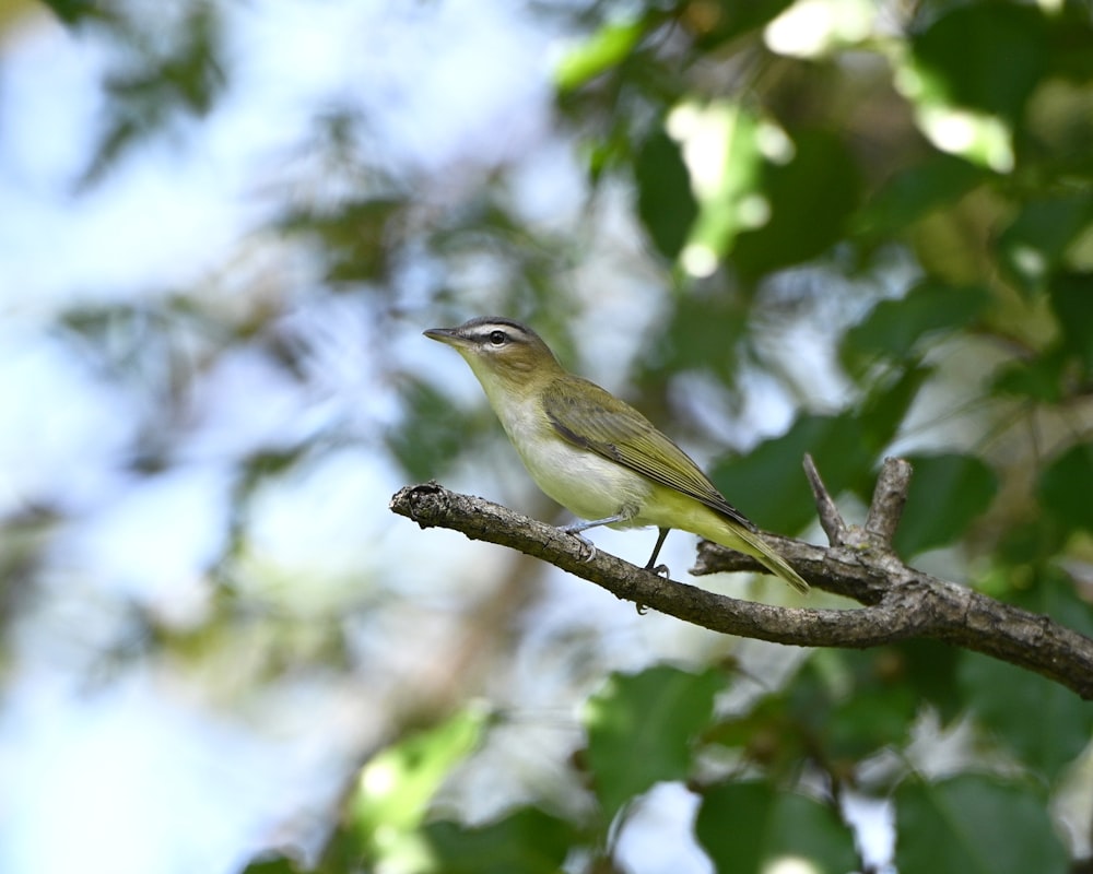green and white bird on tree branch during daytime