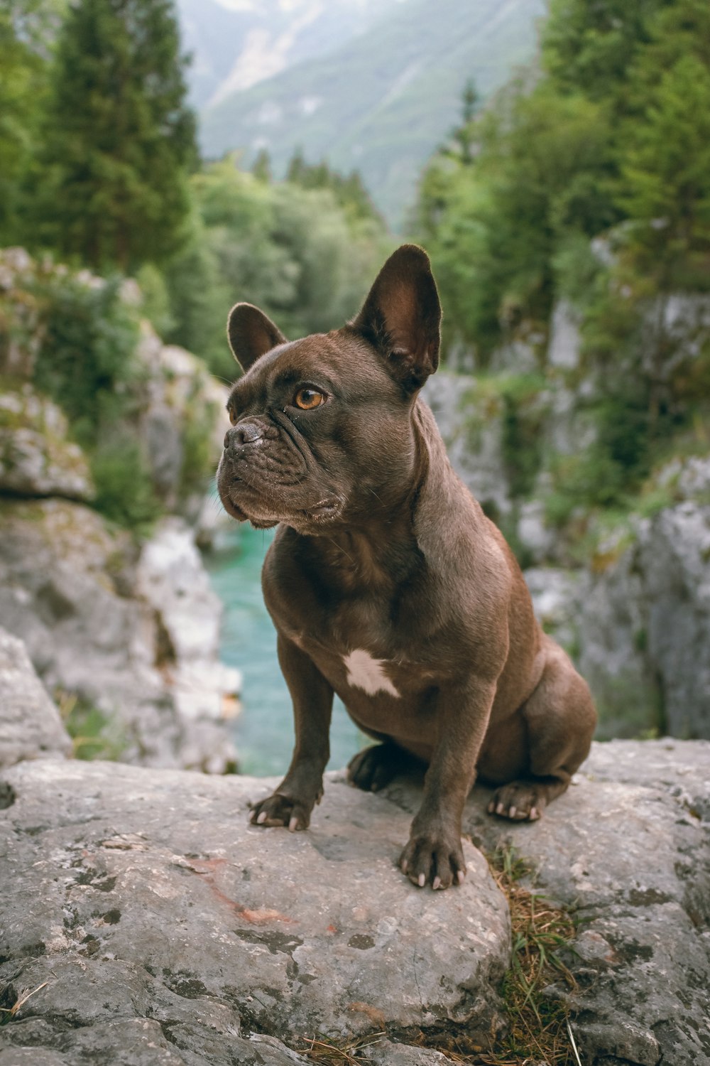 Perro marrón de pelo corto sentado en una roca gris durante el día