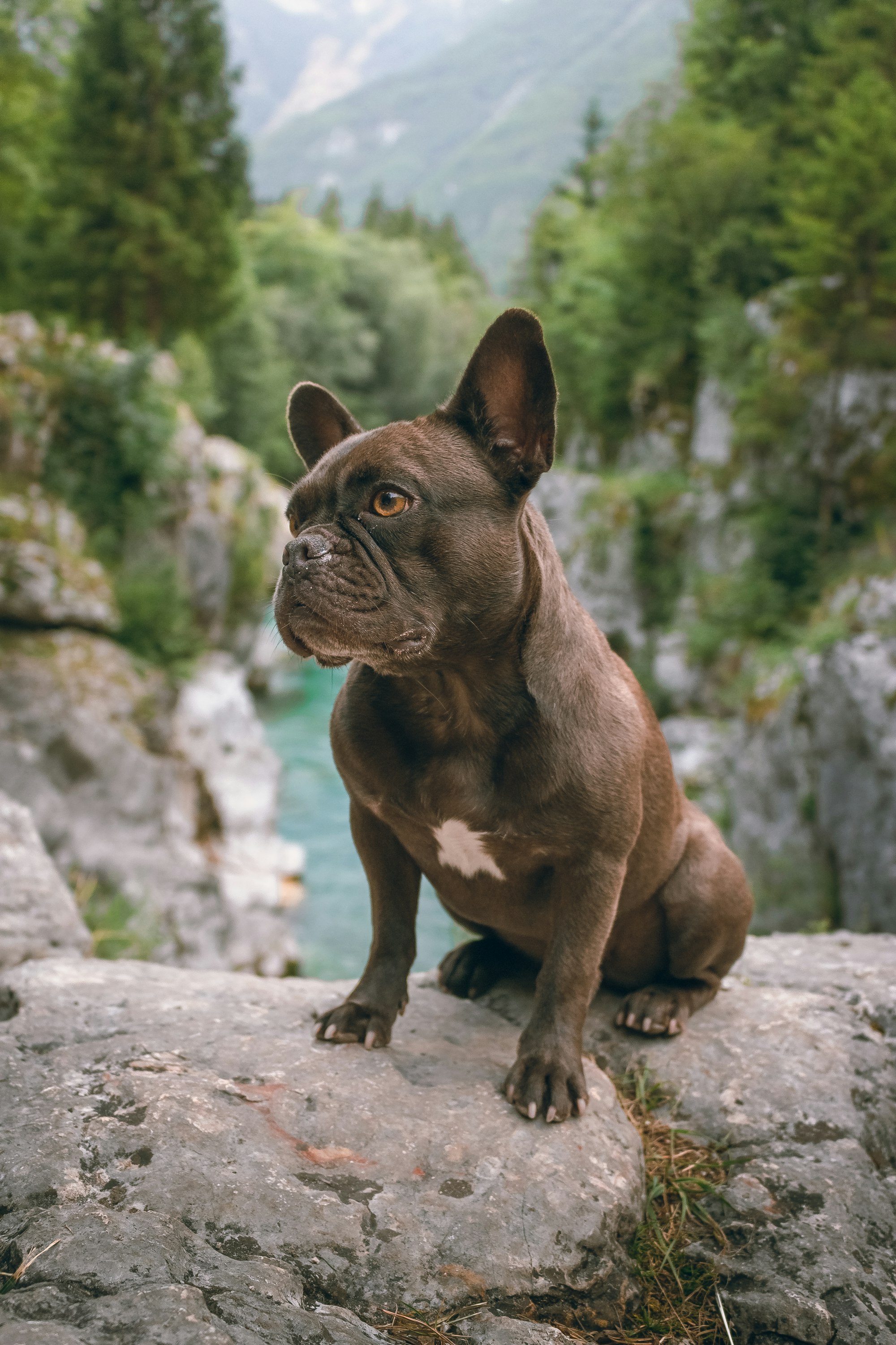 French Bulldog in front of the Soča River inside the slovenian Triglav National Park.