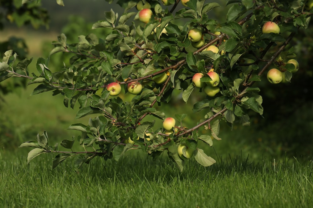 green and yellow apple fruit on tree branch