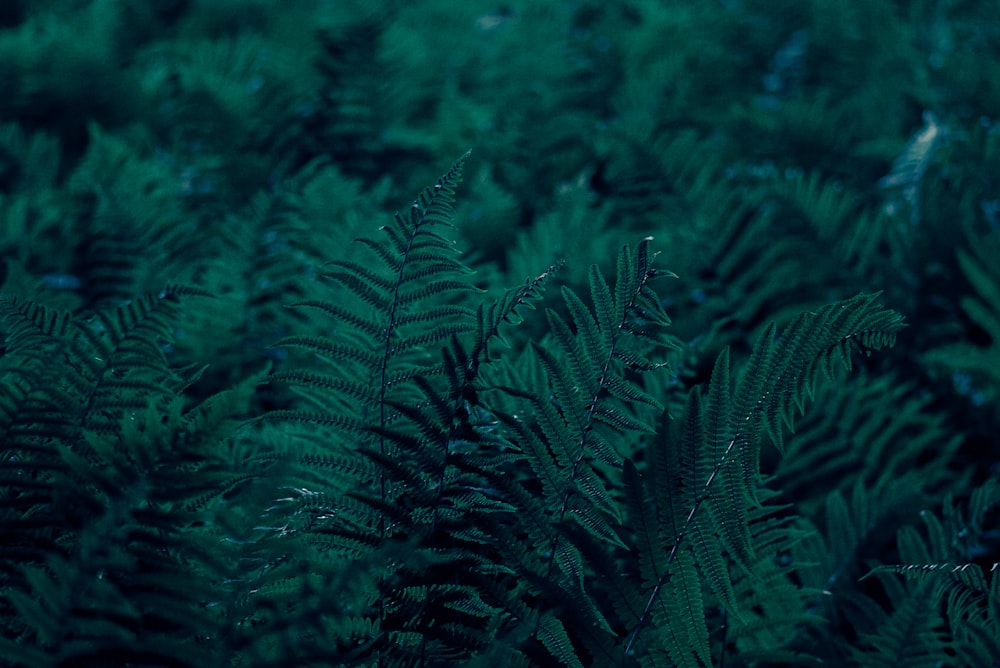 green pine tree in close up photography