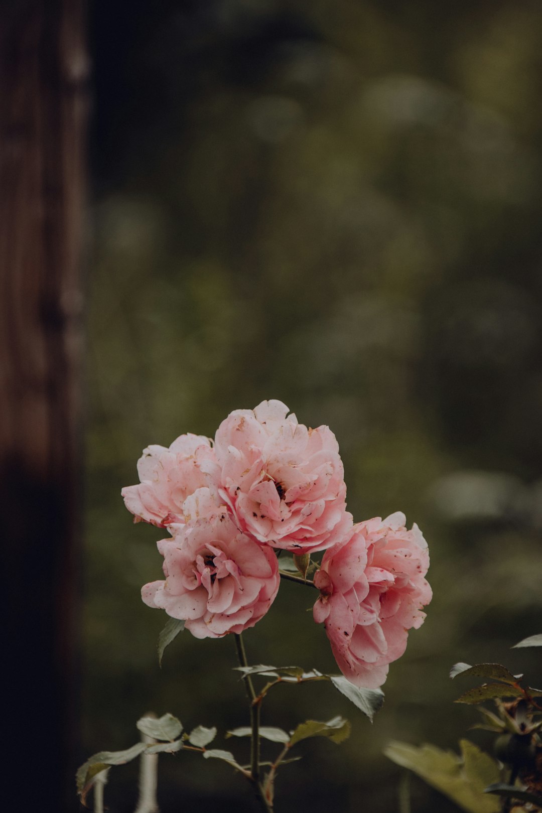 pink flowers in tilt shift lens