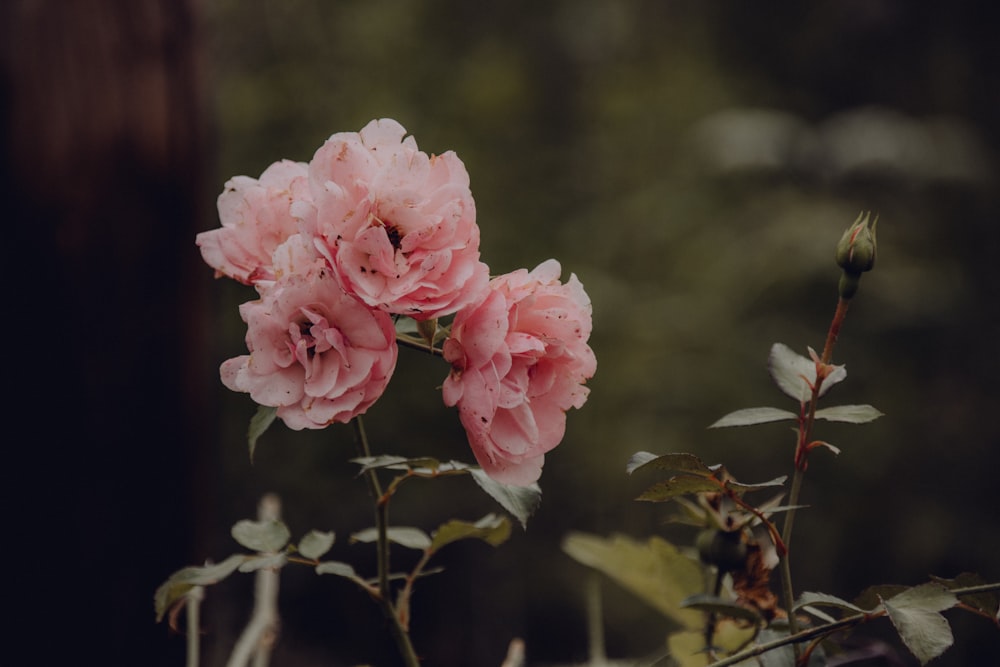 pink roses in bloom during daytime