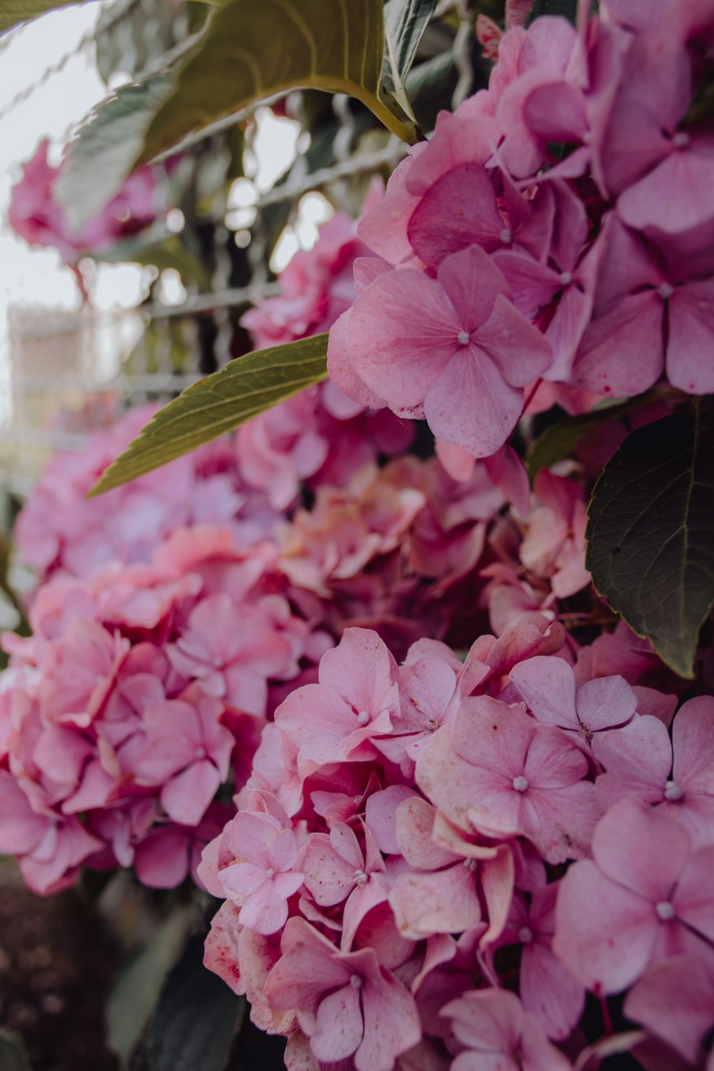 pink flowers with green leaves