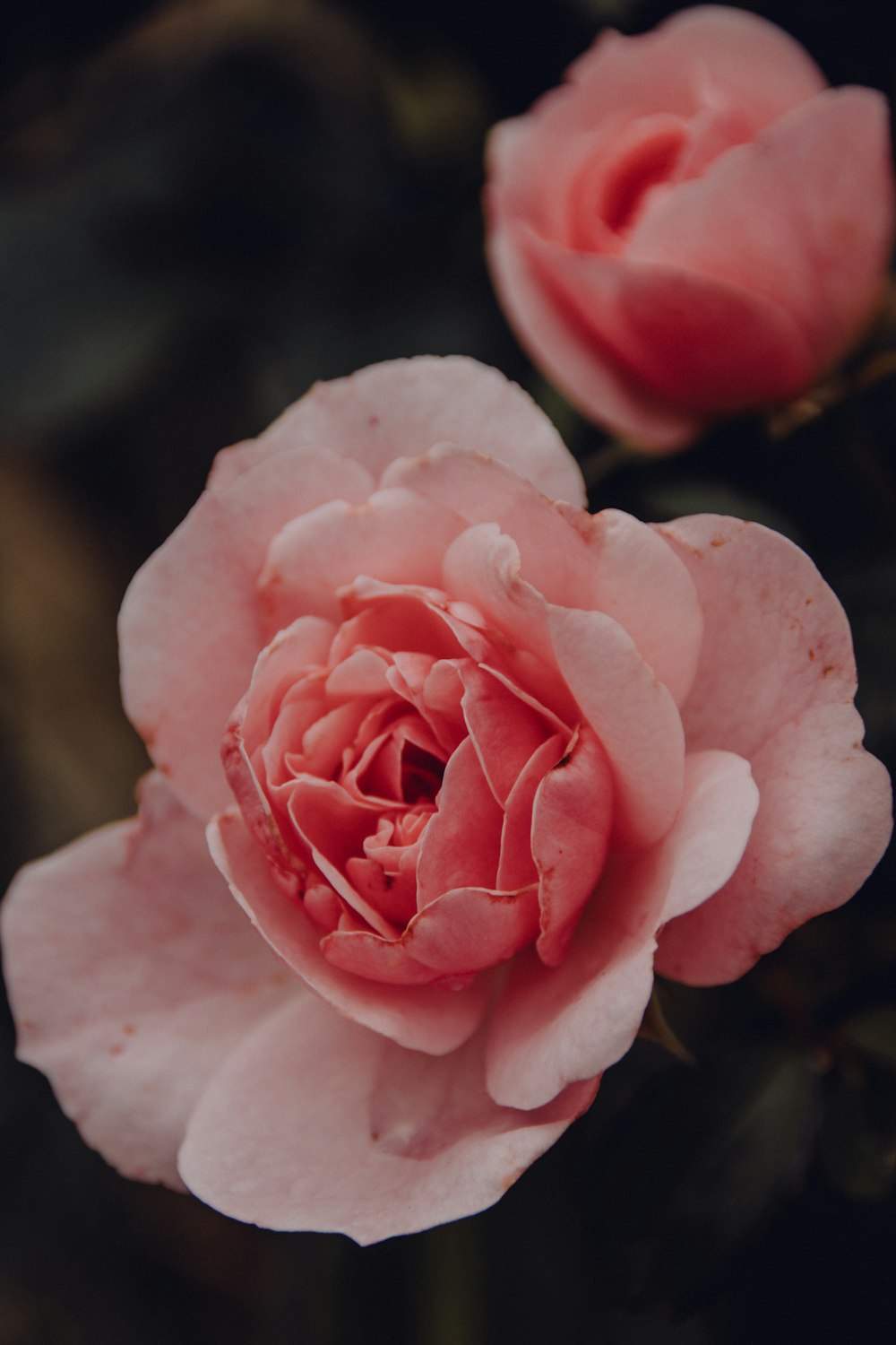 pink rose in bloom during daytime