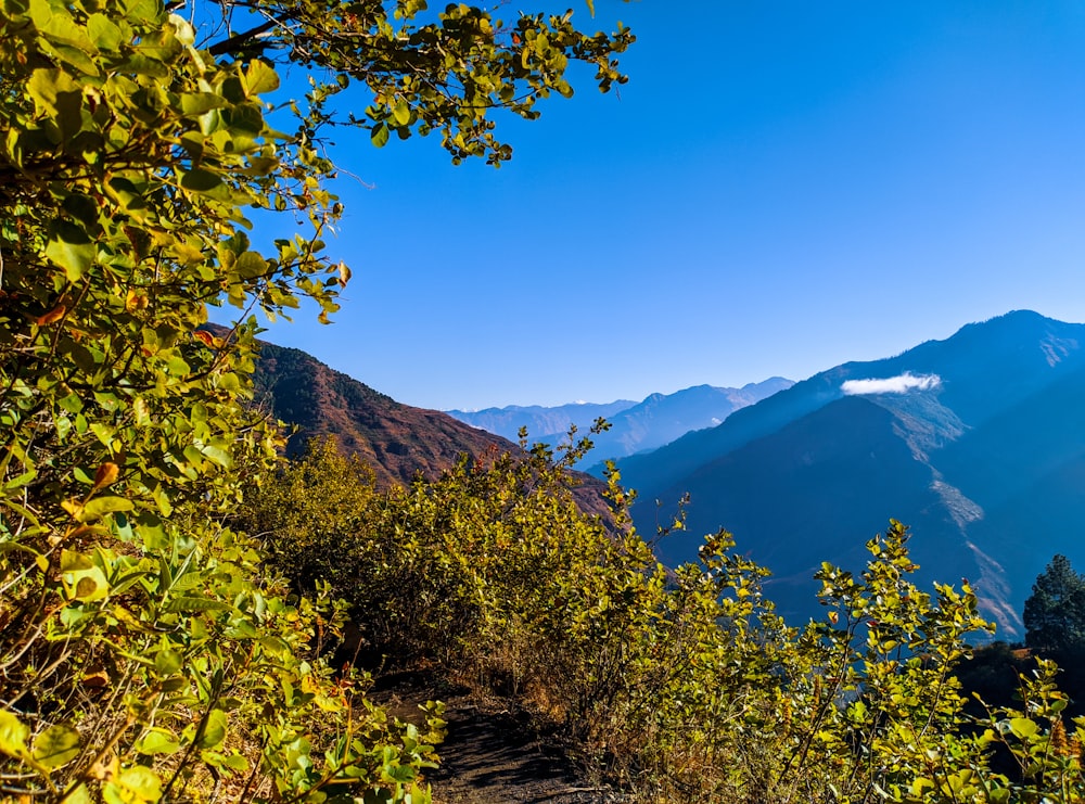 green trees on mountain under blue sky during daytime