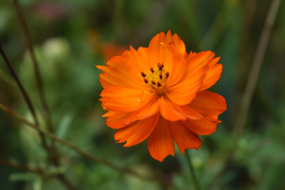 orange flower in tilt shift lens