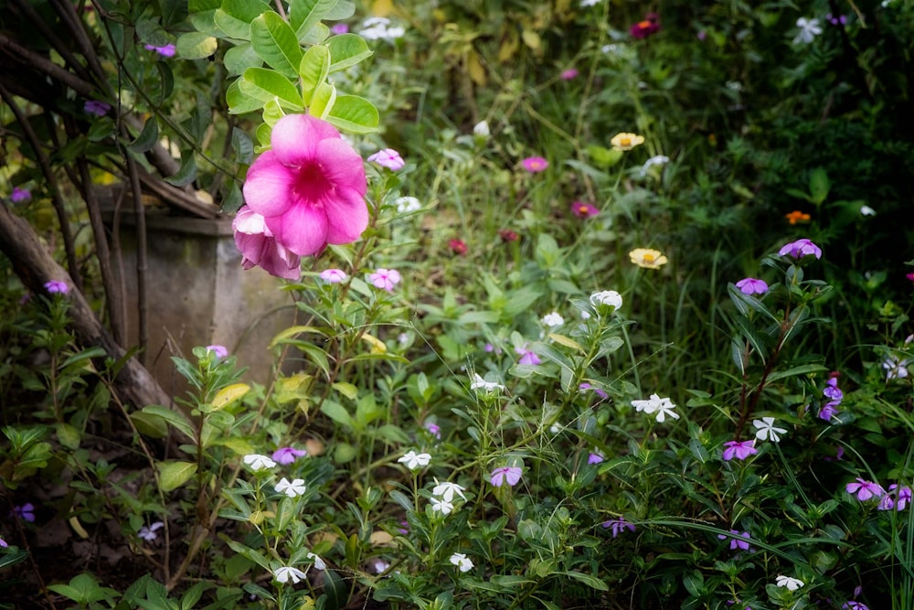 pink flower with green leaves