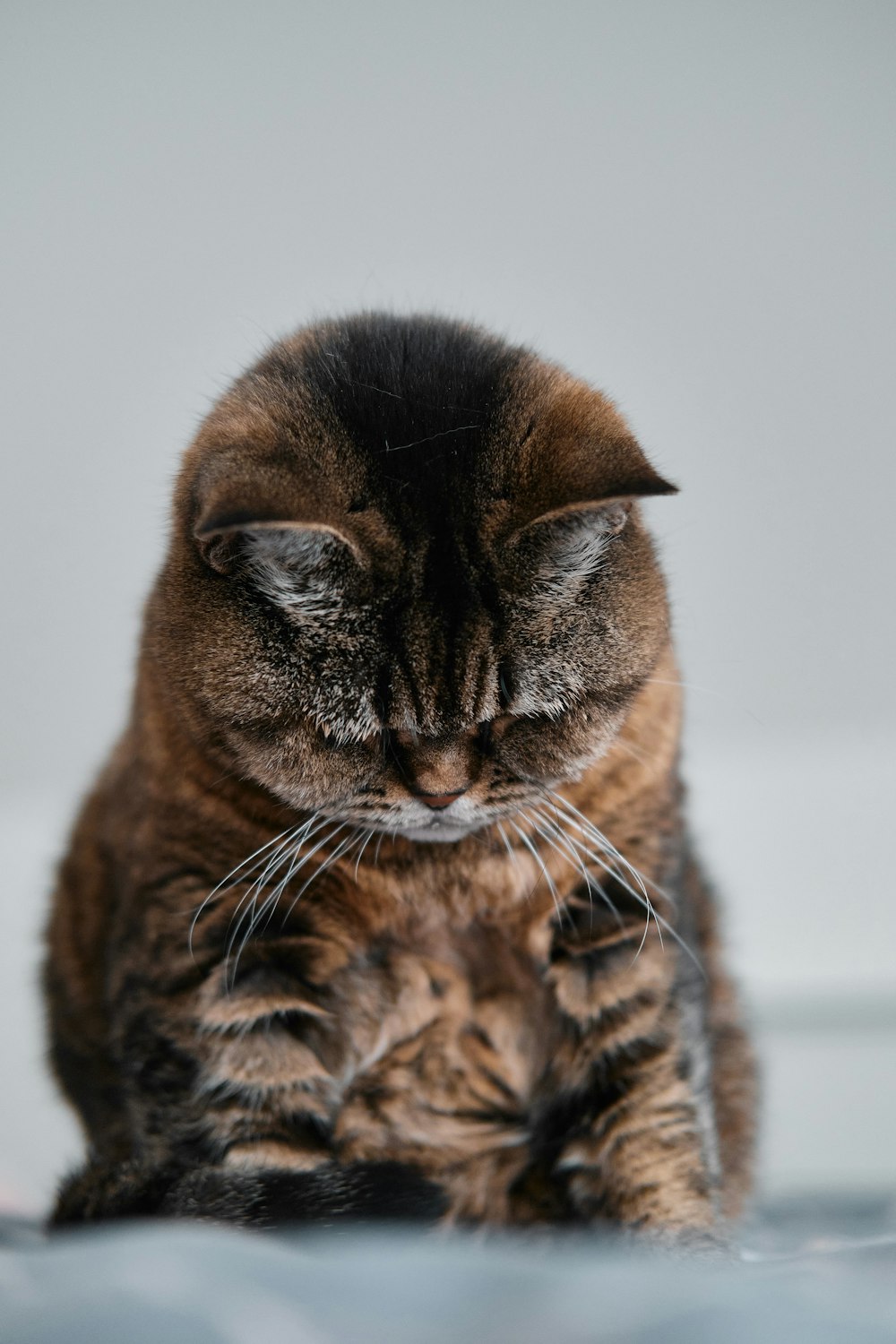 chat tigré brun sur surface blanche