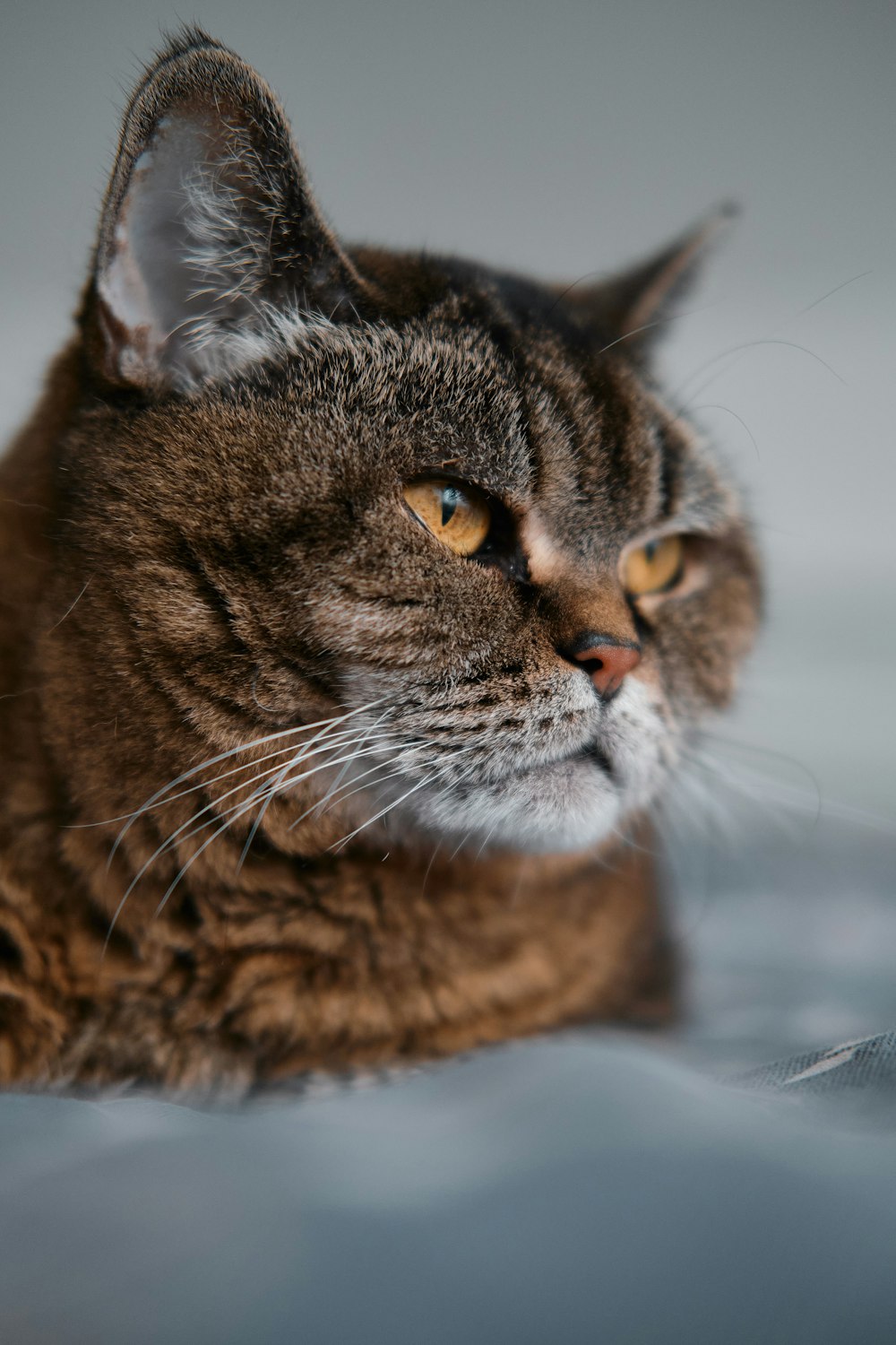 brown tabby cat on white textile