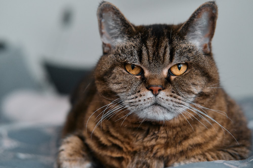 brown tabby cat on white textile