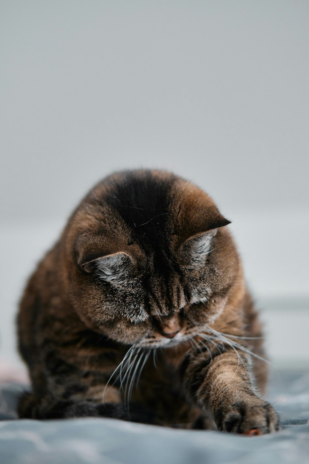 brown and black cat in close up photography