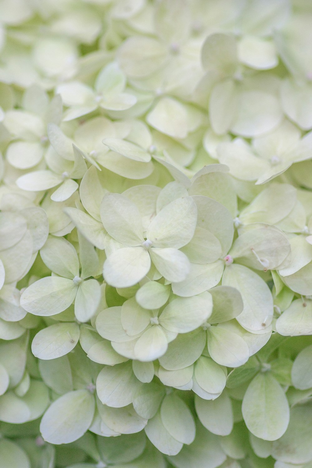 petali di fiori verdi e bianchi