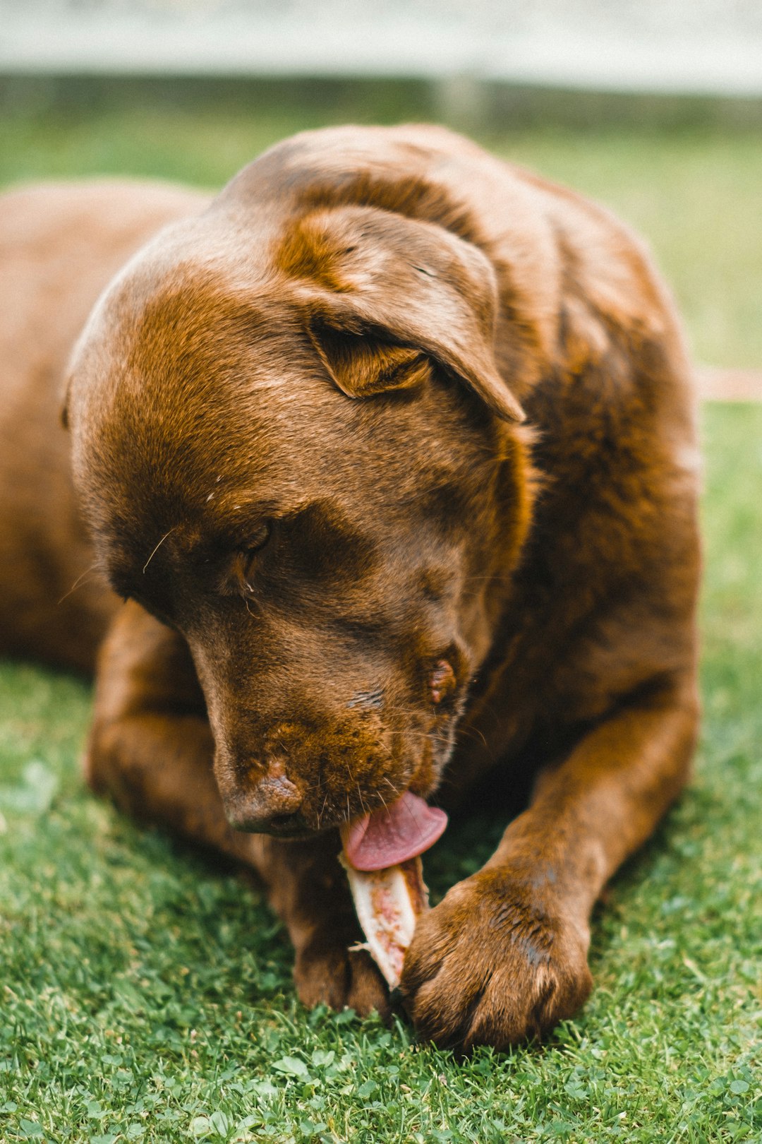 brown short coated dog lying on green textile