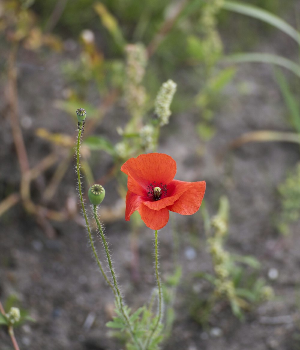 red poppy in bloom during daytime