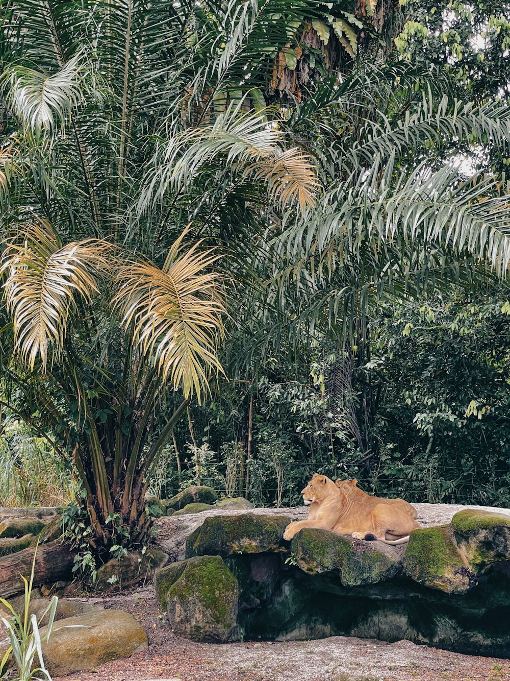 brown and white short coated dog lying on brown rock