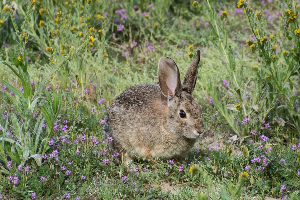 coniglio marrone sul campo di fiori viola durante il giorno
