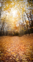 A serene autumn forest path bathed in warm golden light.