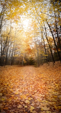 A serene autumn forest path bathed in golden sunlight, symbolizing change and new beginnings.