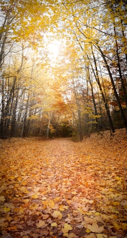 A serene forest path bathed in golden autumn light, leaves gently falling.