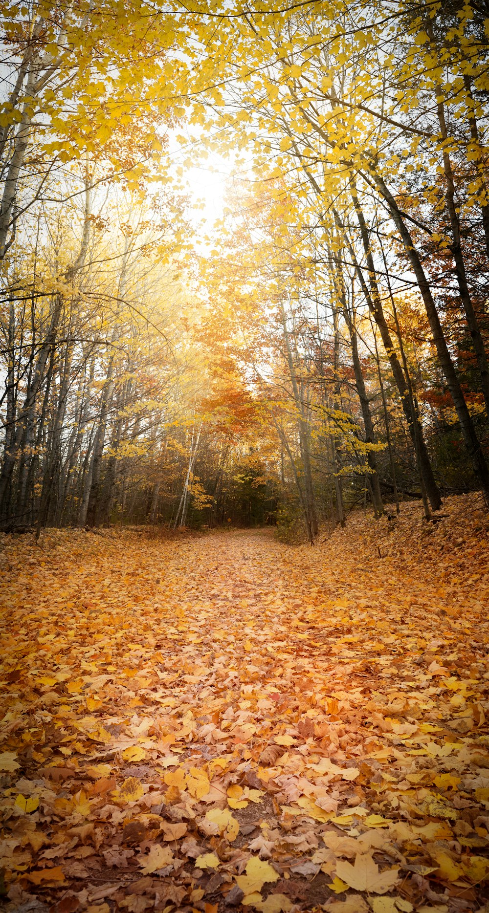 brown dried leaves on ground