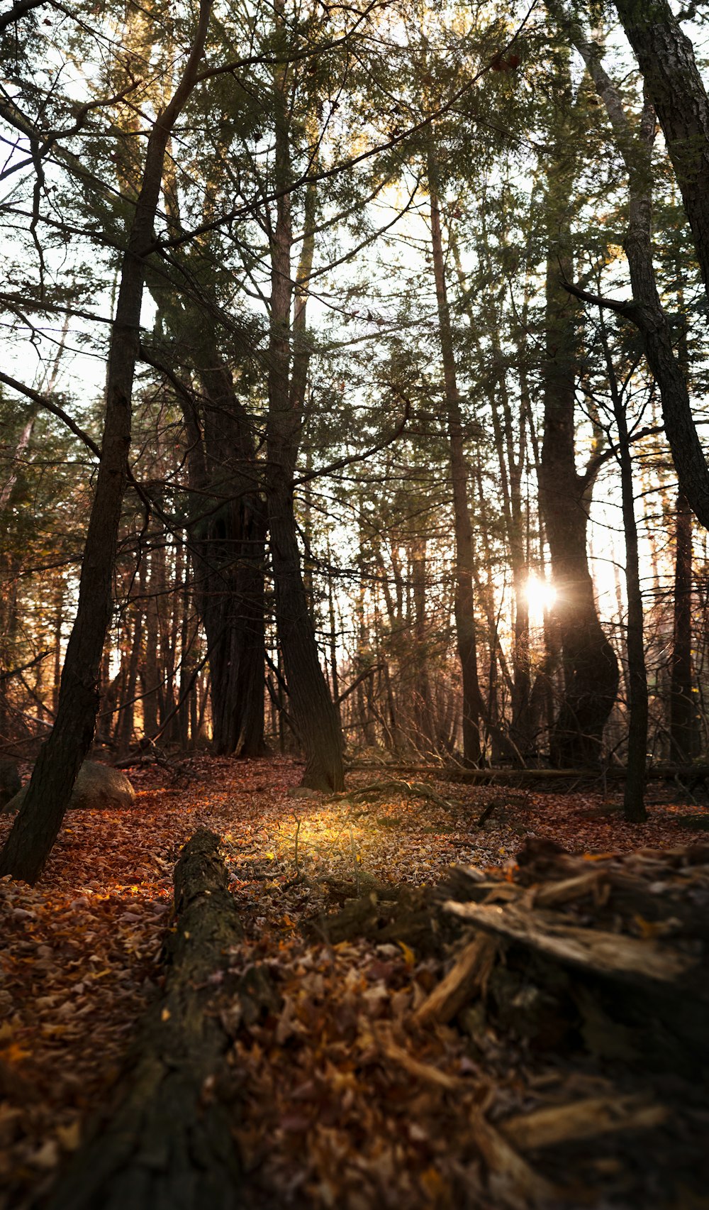 brown trees on brown leaves