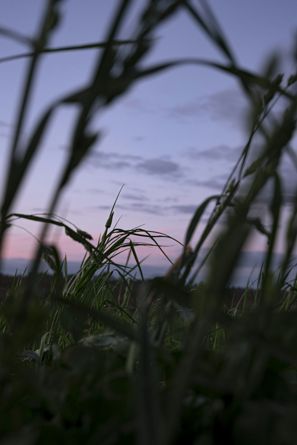 green grass under white clouds during daytime