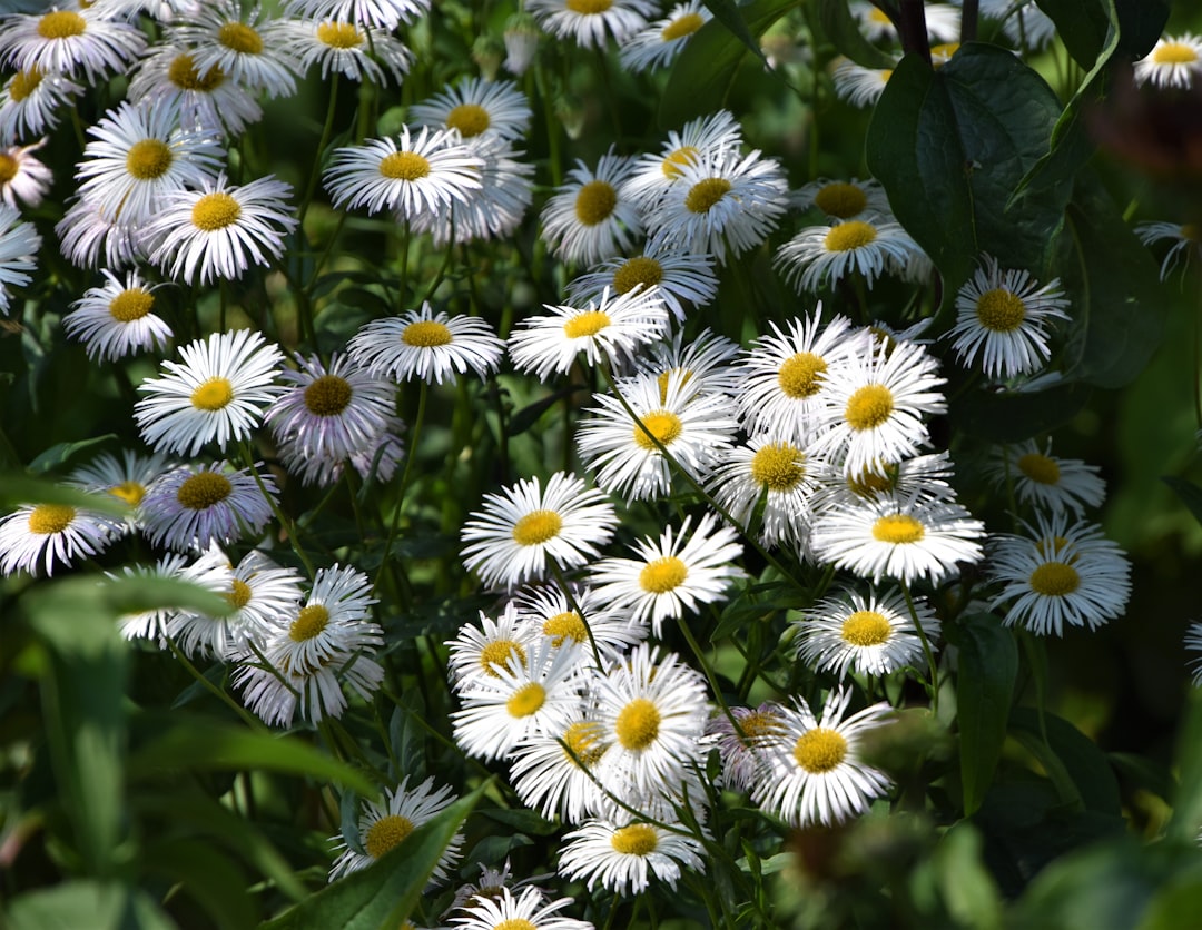 white daisies in close up photography