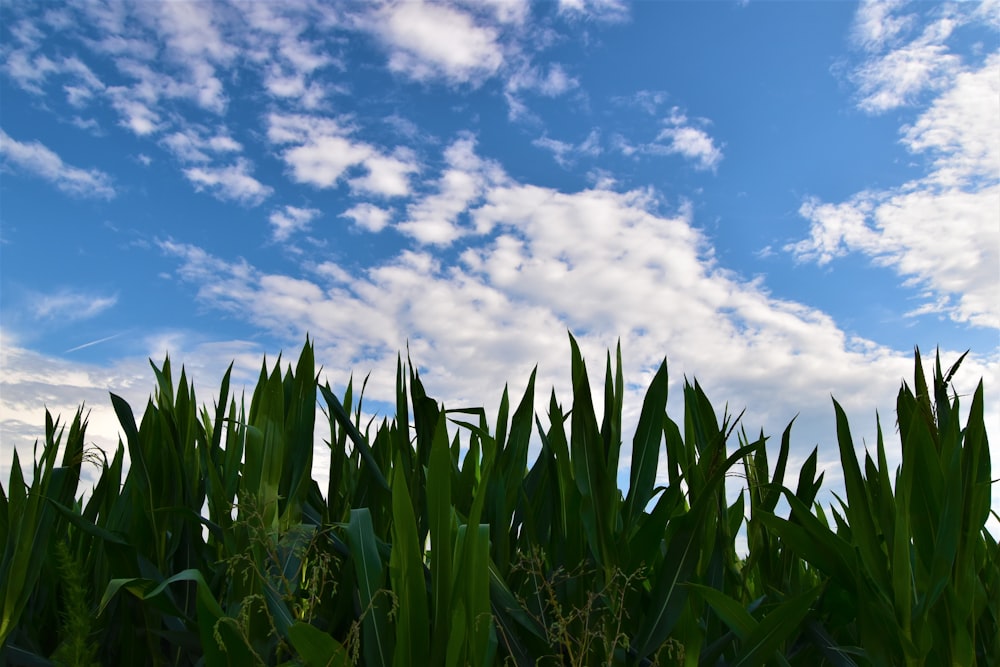 green corn field under blue sky and white clouds during daytime