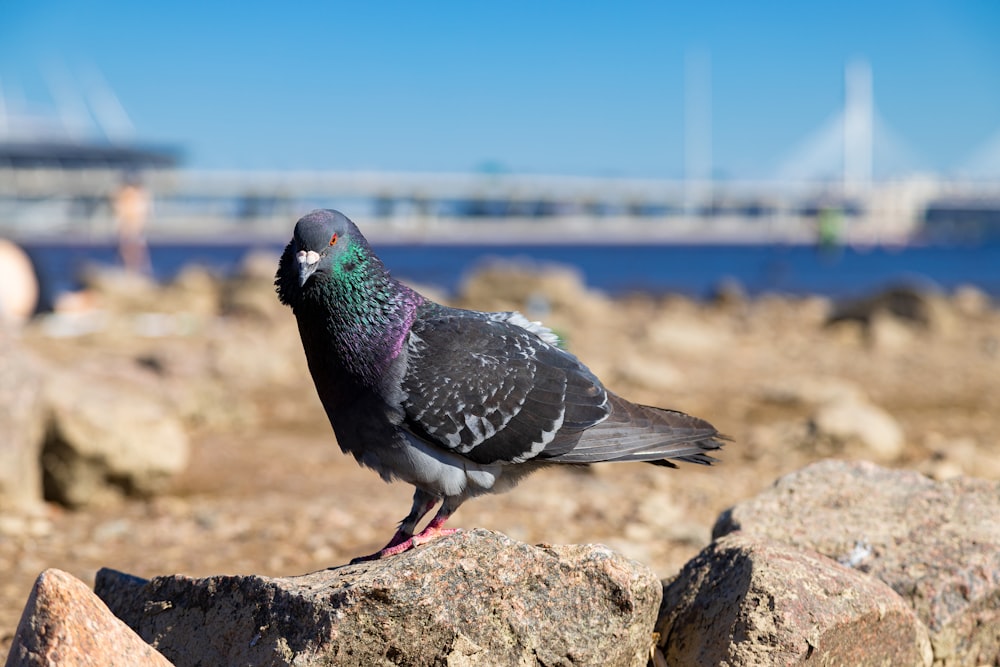 black and gray bird on brown rock