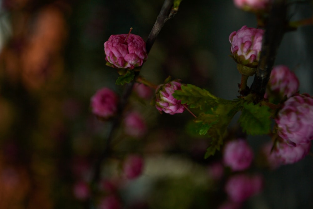 flor púrpura en lente de cambio de inclinación