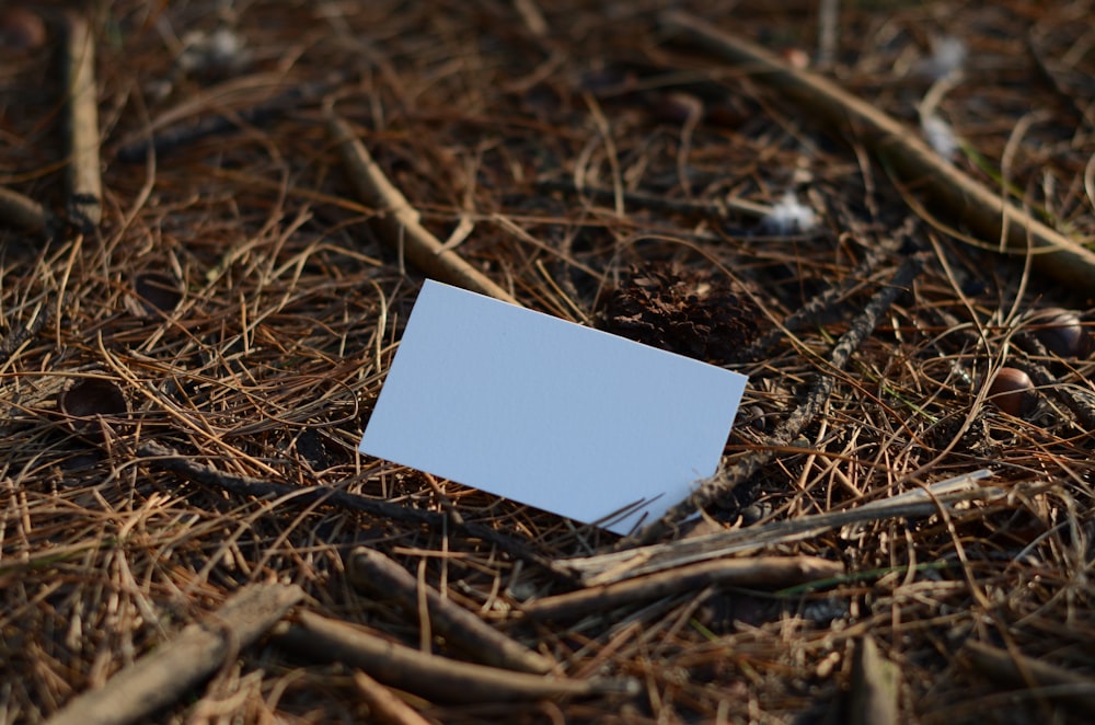 white printer paper on brown dried leaves