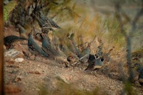 A group of quails is gathered on a rocky terrain surrounded by sparse vegetation. The birds are predominantly gray and brown with distinctive head markings. The scene includes dry plants and stones, creating a natural desert-like environment.