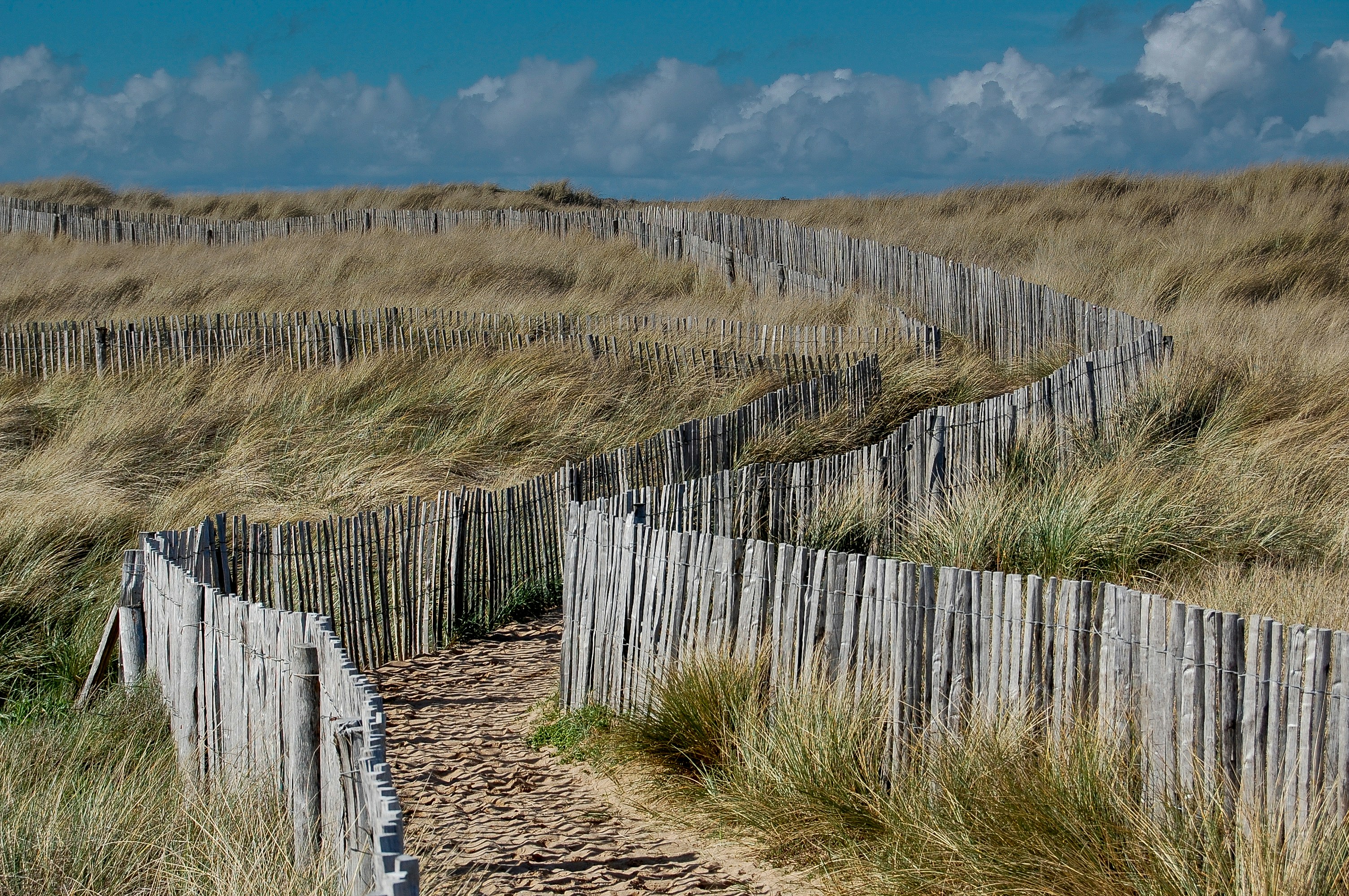 brown grass field during daytime