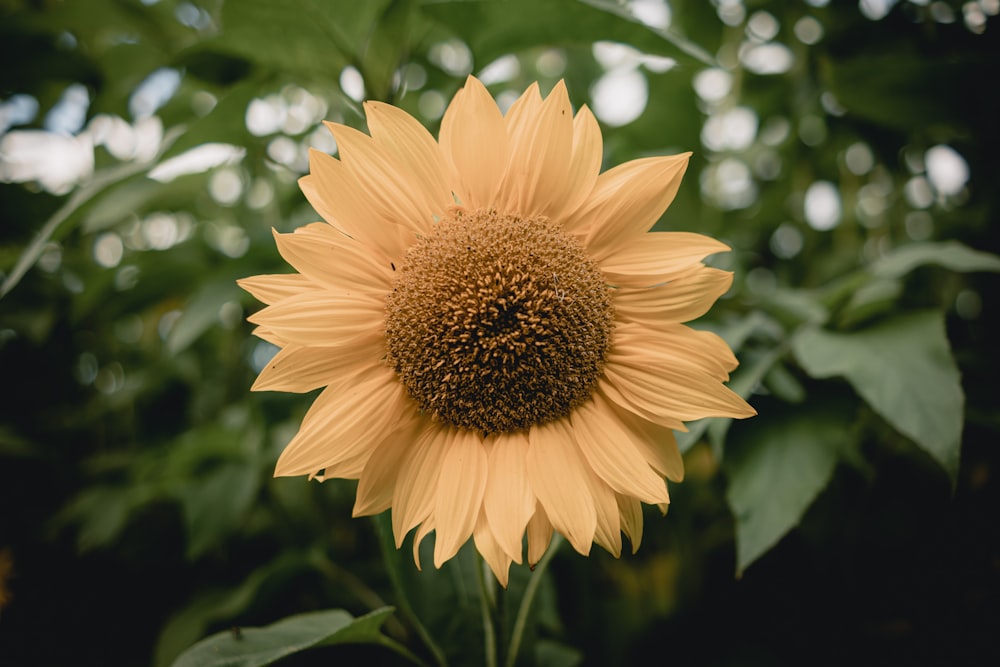 yellow sunflower in tilt shift lens