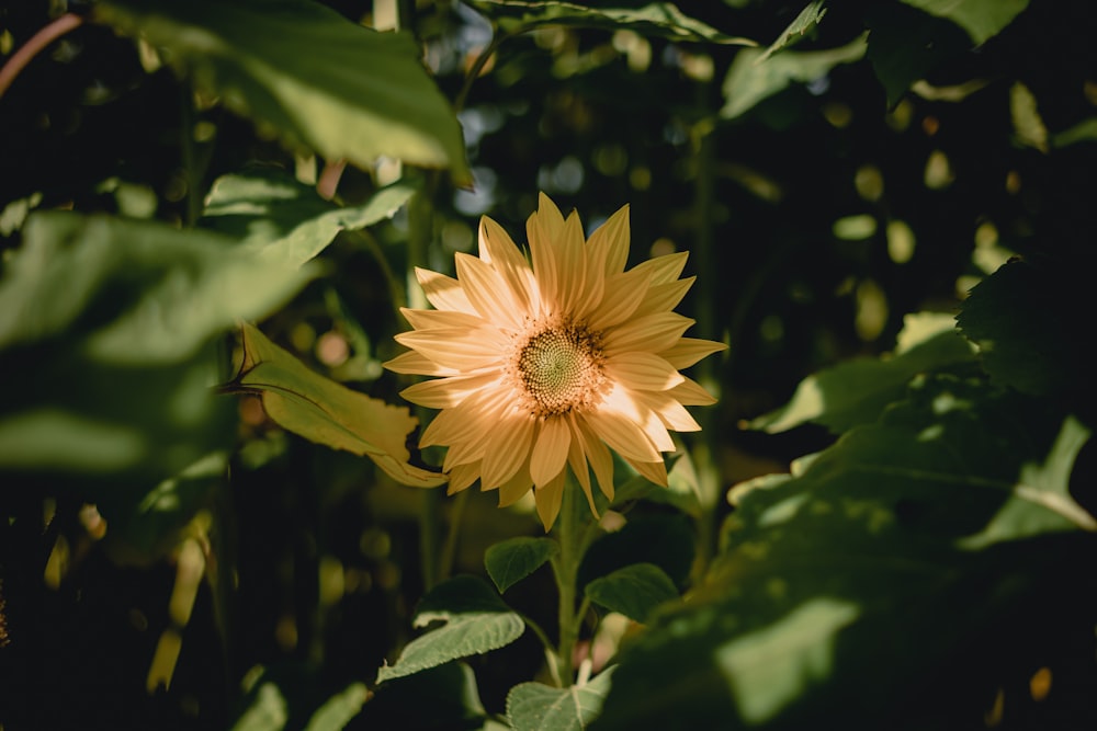 yellow flower in tilt shift lens