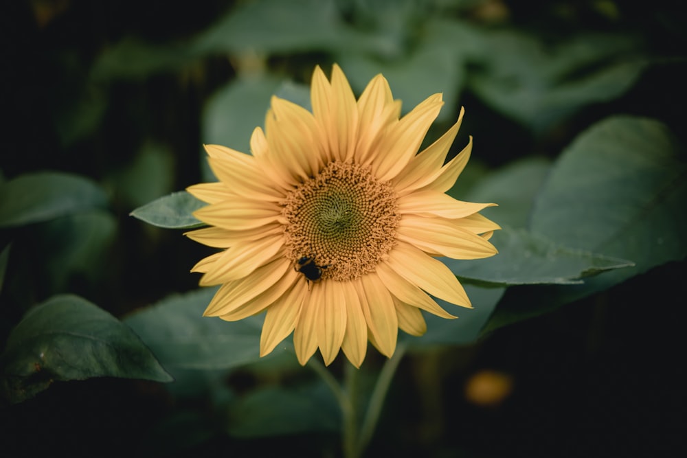 yellow flower in tilt shift lens