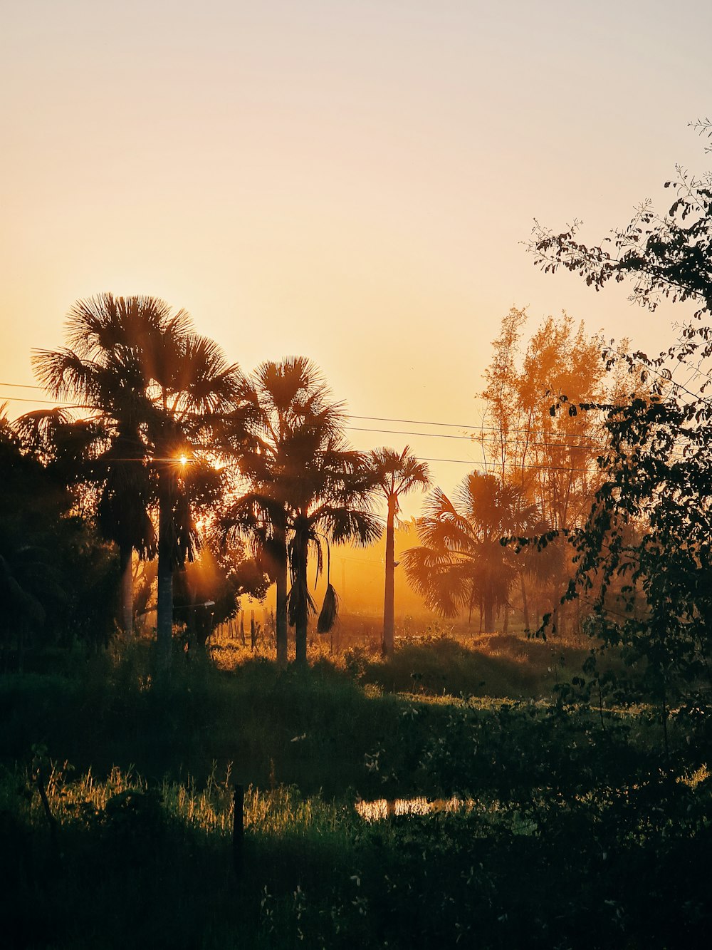 silhouette of trees during sunset